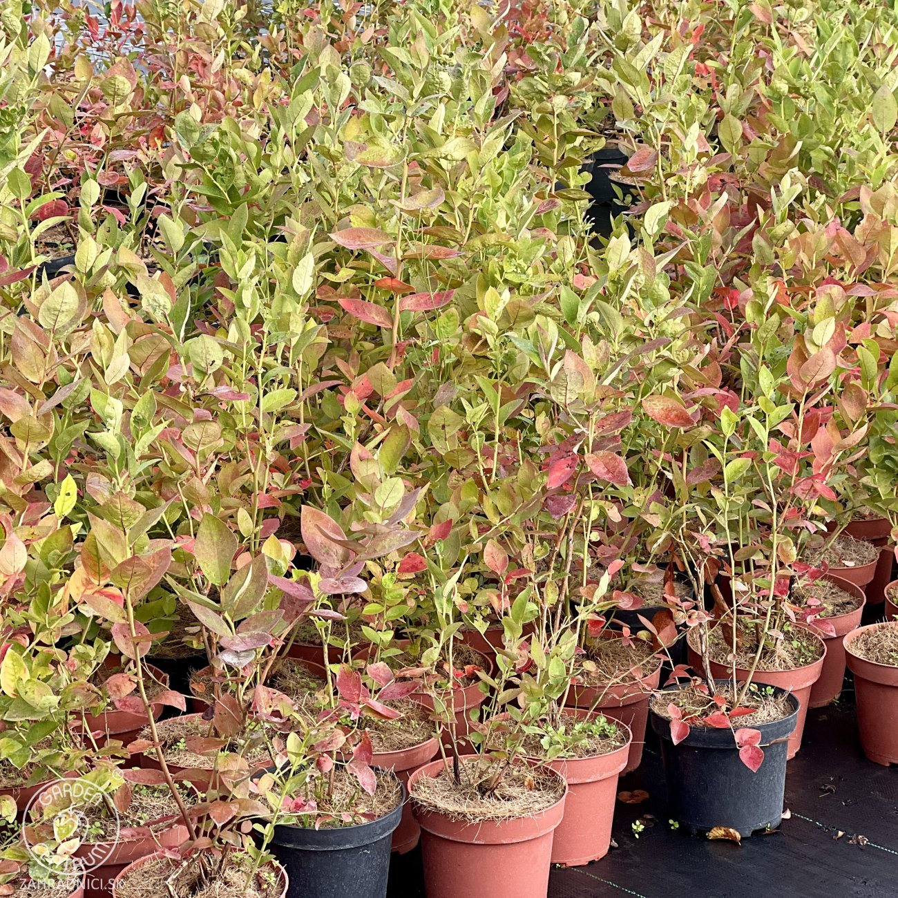 Obrázok Čučoriedka kanadská (Vaccinium corymbosum) ´DUKE´ – skorá 50-70 cm, kont. C2L 